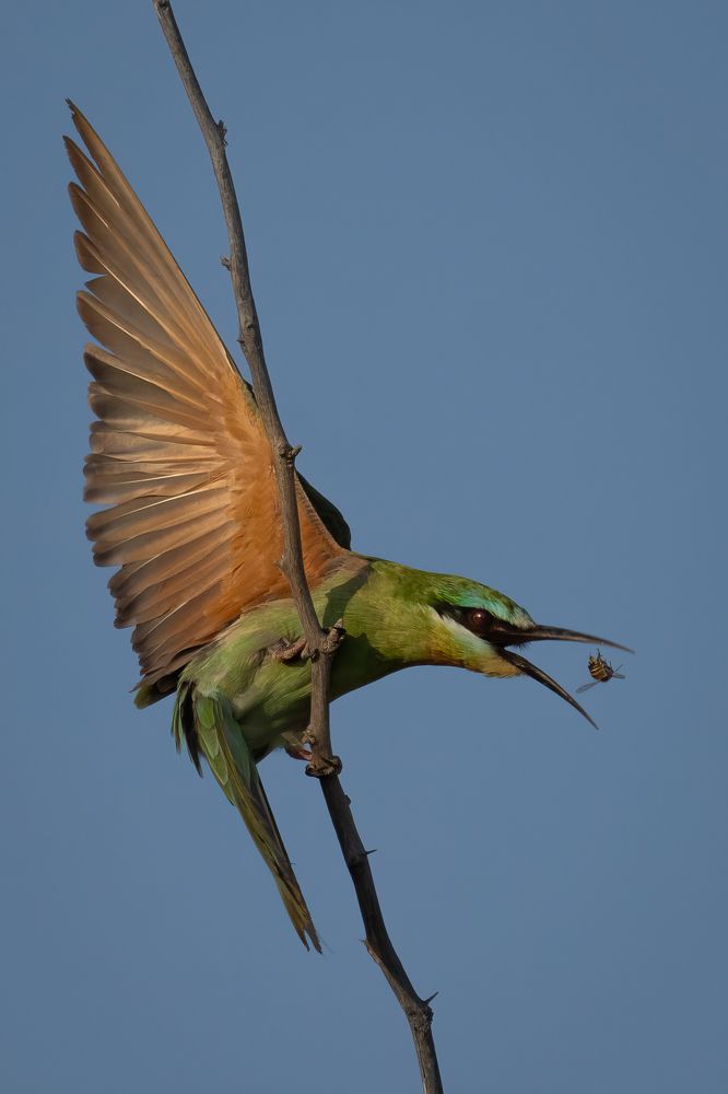 Фотография автора Prejul Prakash