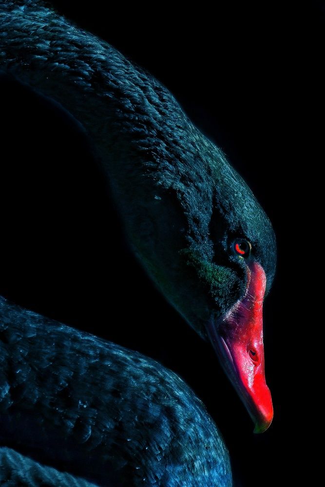 Photograph by Amin Ghaffarian