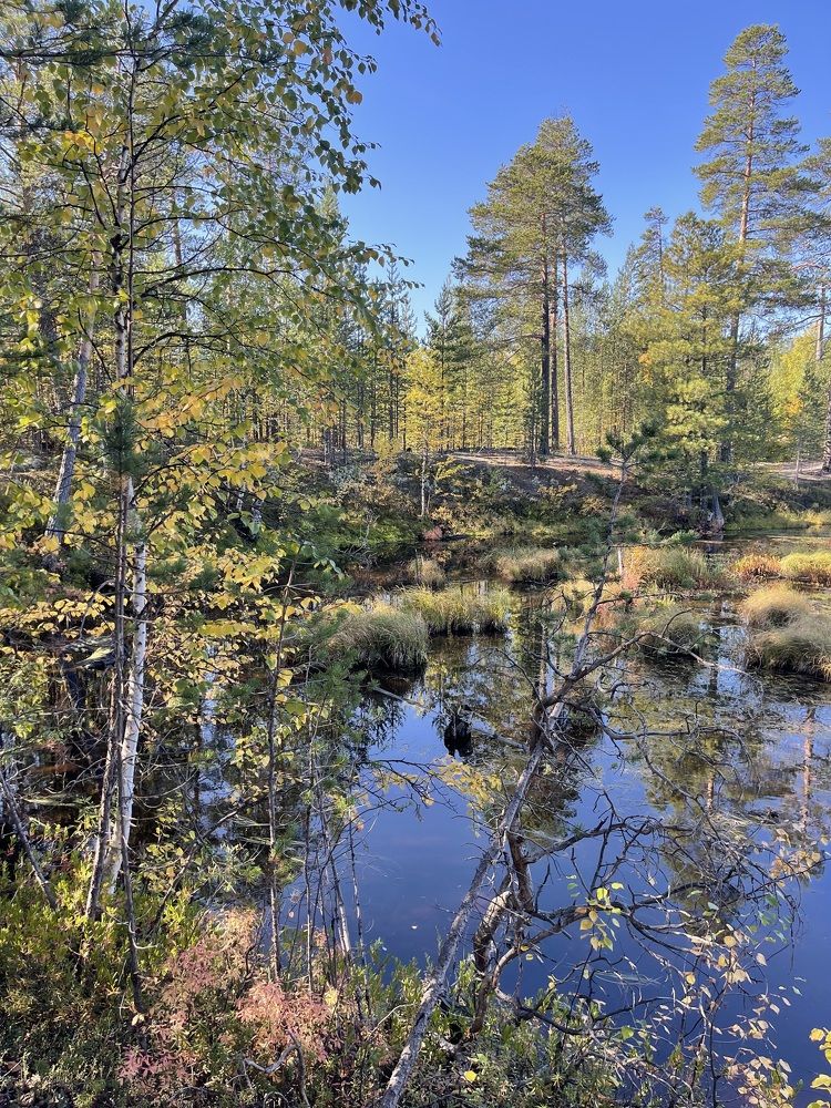 Осень в Югре