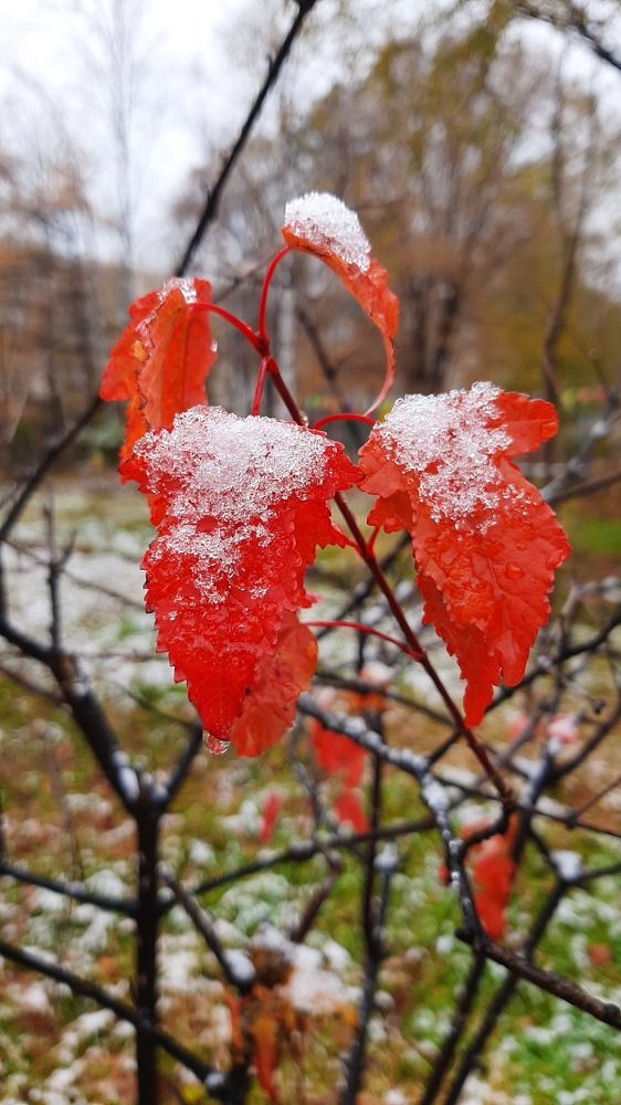 Photograph by Виктор Сёмушкин