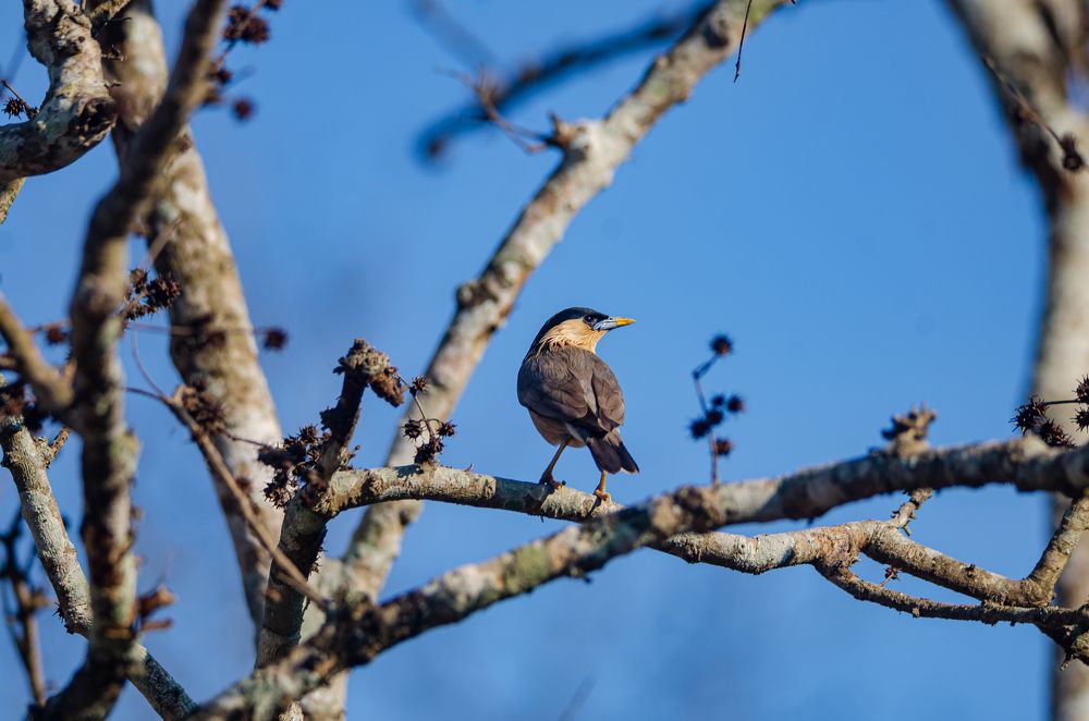 Photograph by Jaspreet Singh