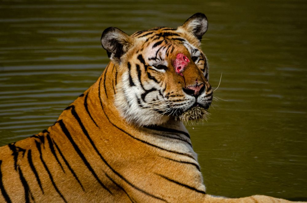 Photograph by Jaspreet Singh