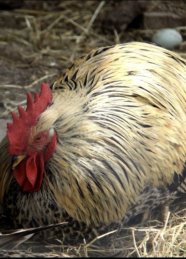 Photograph by Ирина Тихая