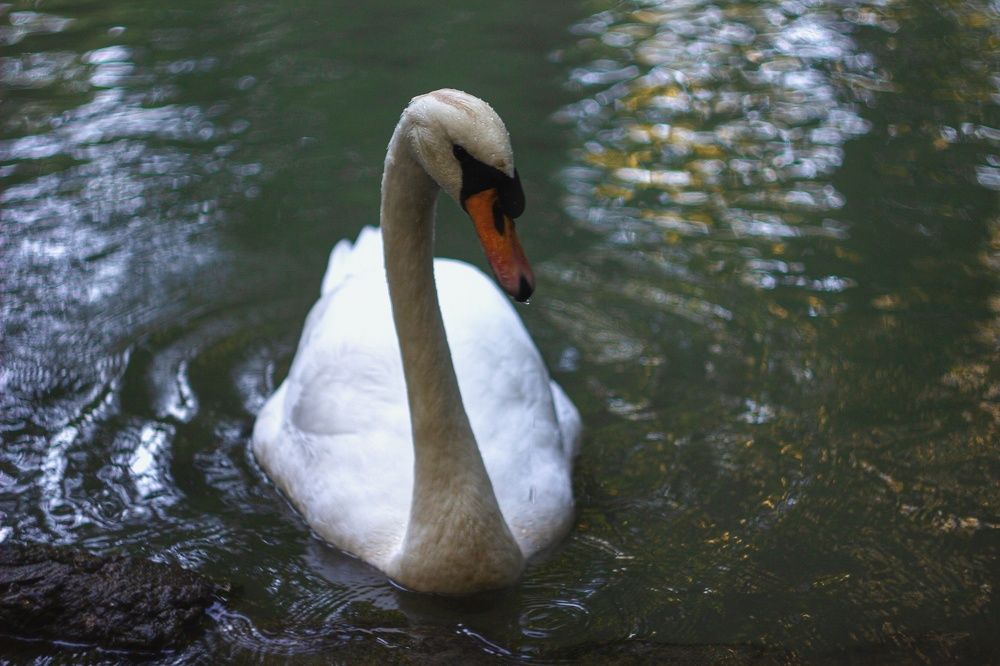 Фотография автора Екатерина Першина