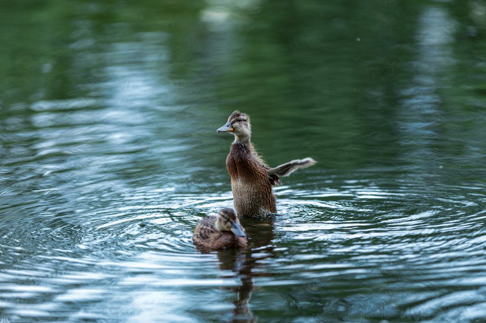 Photograph by ИРЕНА Цурпал