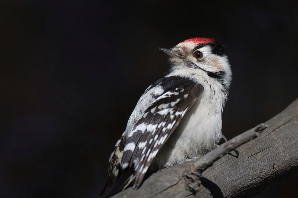 Фотография автора Большаков Алексей