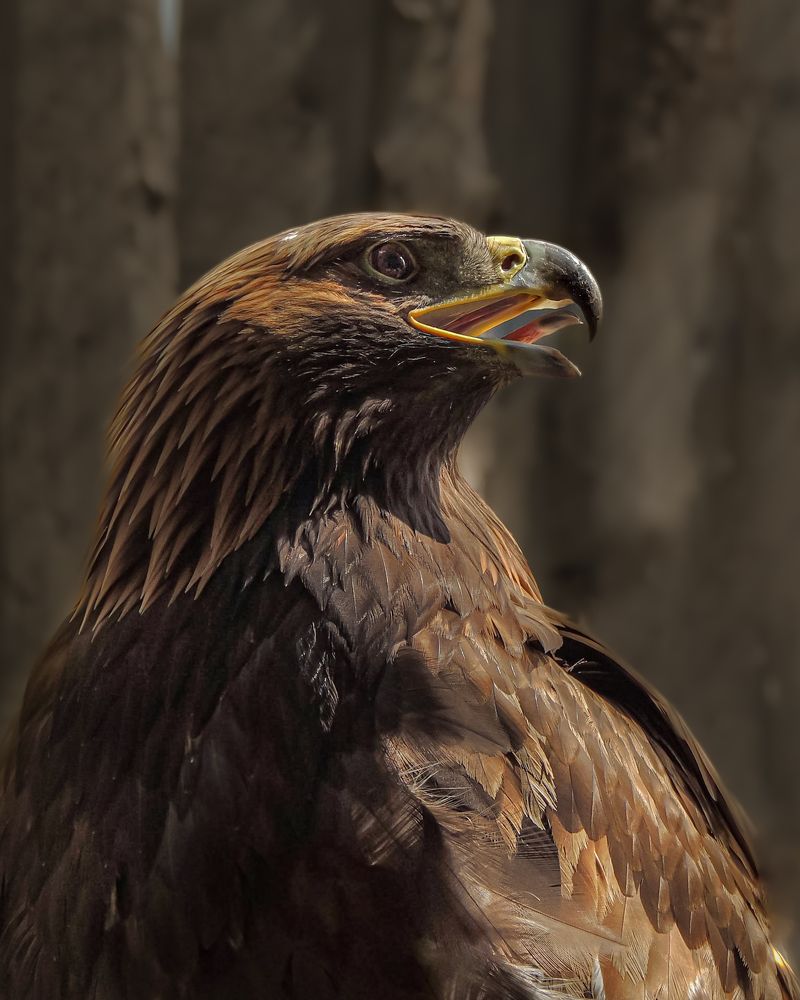 Photograph by Галина Суровицкая