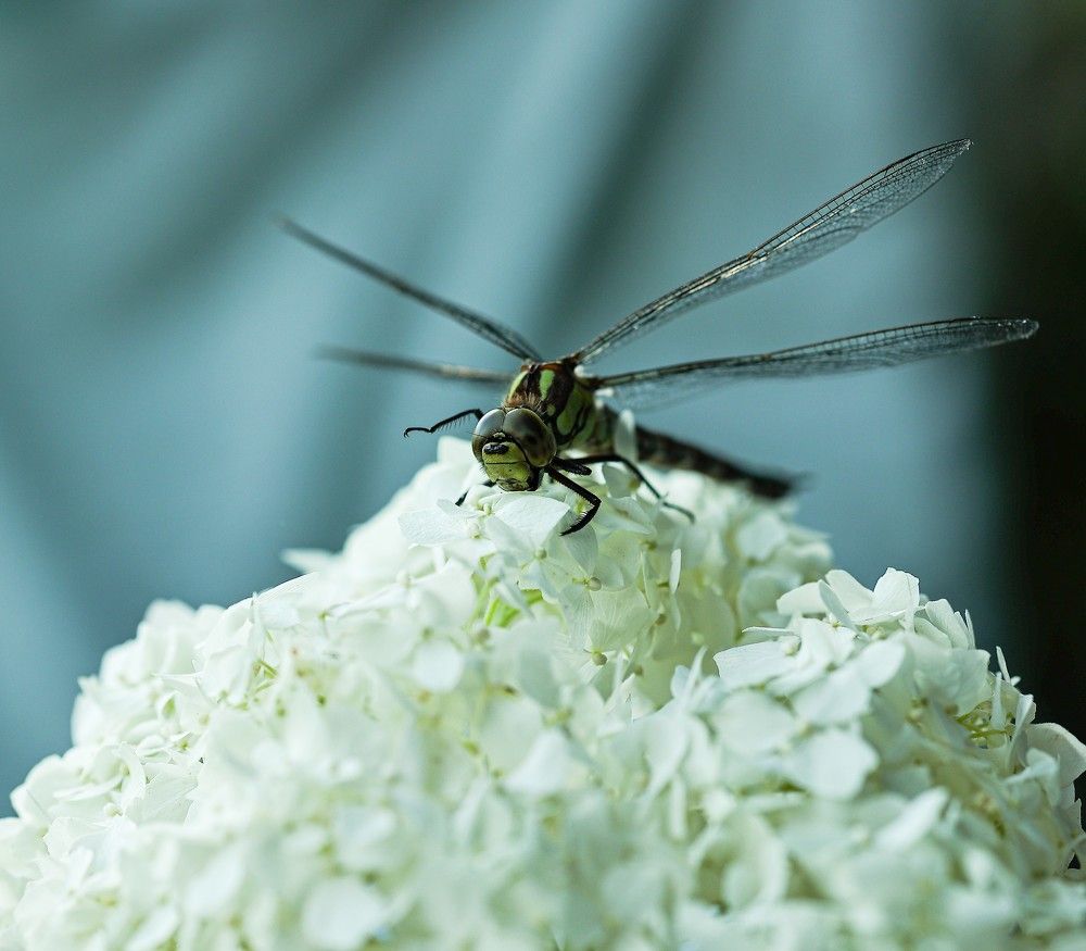 Photograph by Елена Одынец