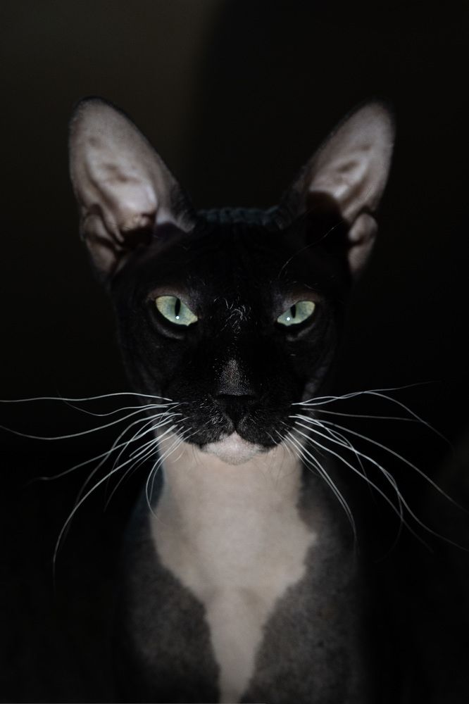 Фотография автора Denis Kotrenko