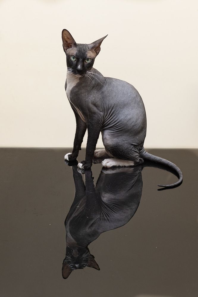 Фотография автора Denis Kotrenko