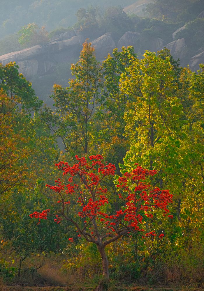 Photograph by Bondhu Dey