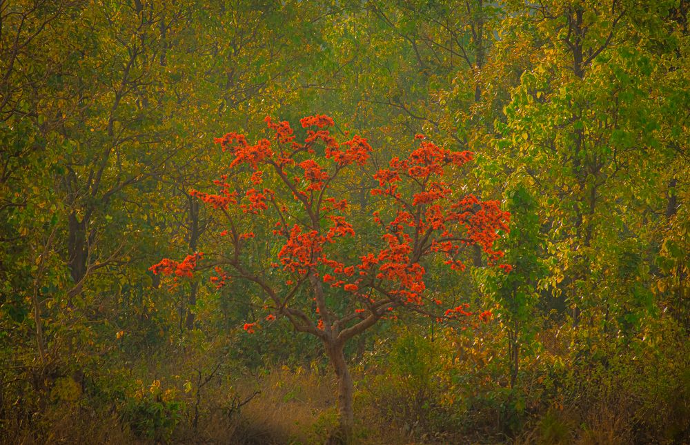 Photograph by Bondhu Dey