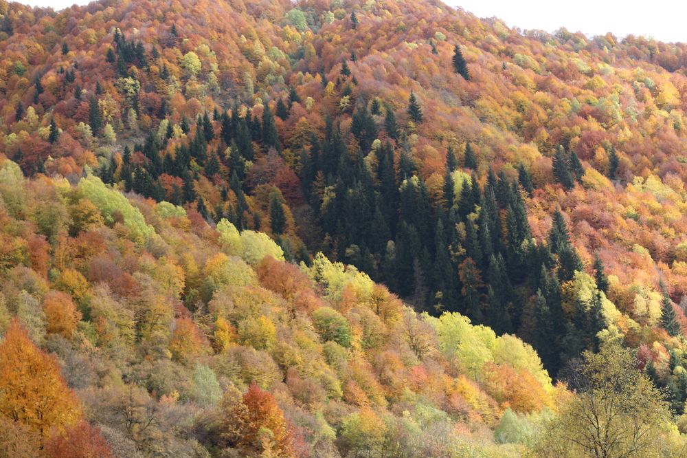 Фотография автора Mariami Sanishvili