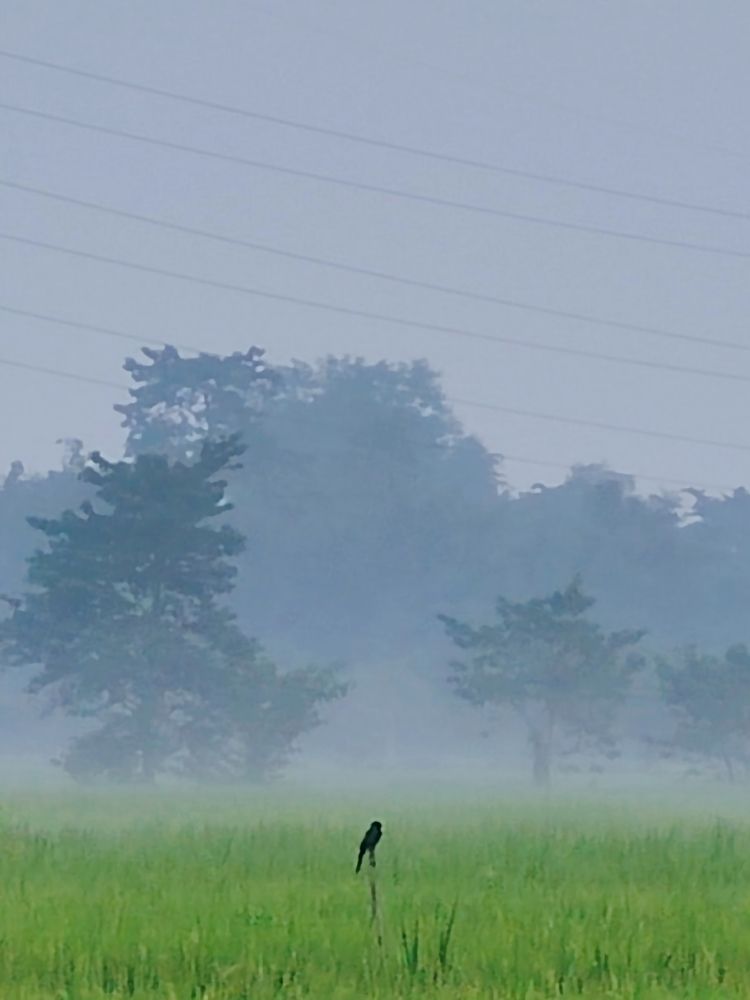 Alone Sparrow