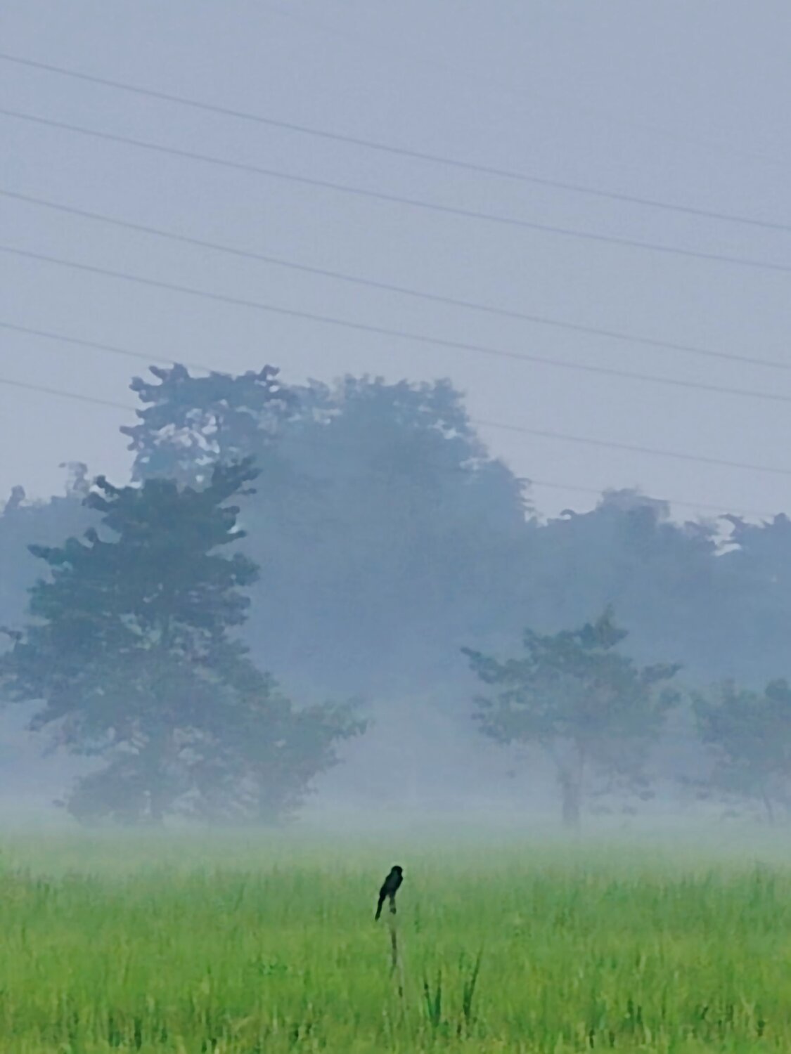 Alone Sparrow