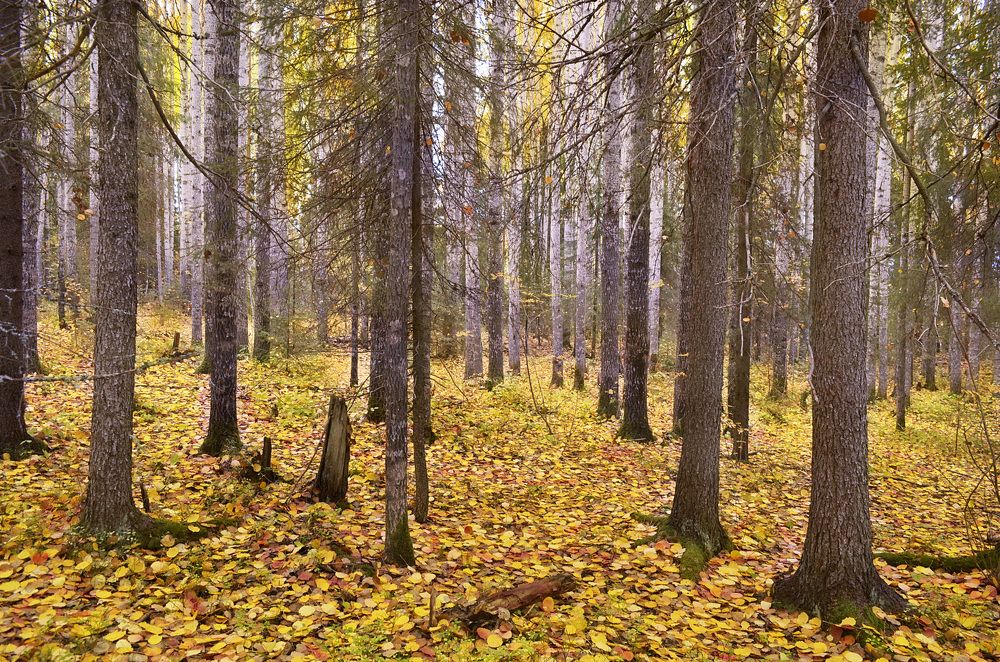 Photograph by Соколова Елена