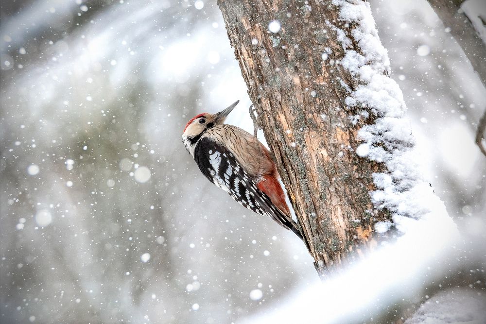 Photograph by Белевитин Михаил