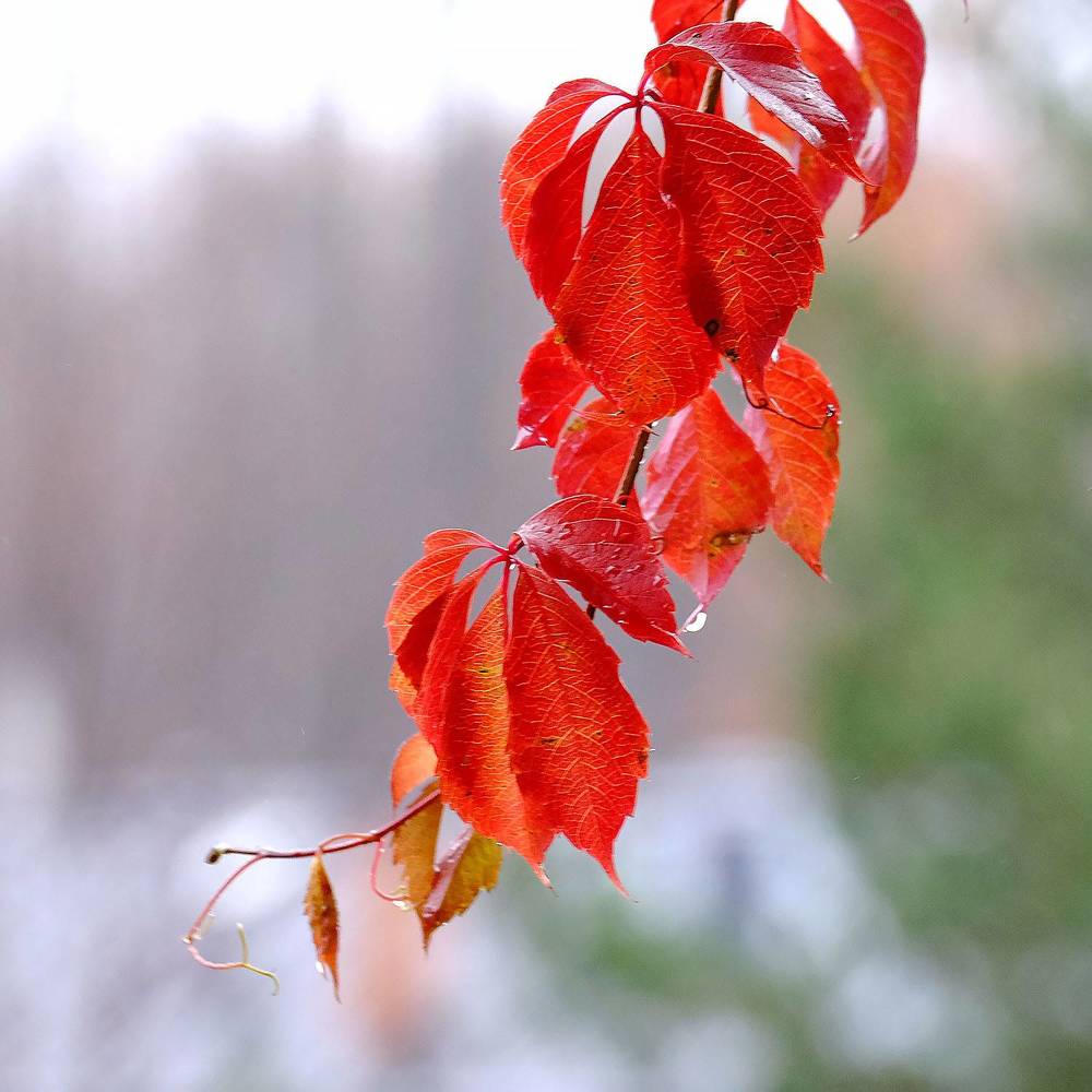 Photograph by Елена Маракулина