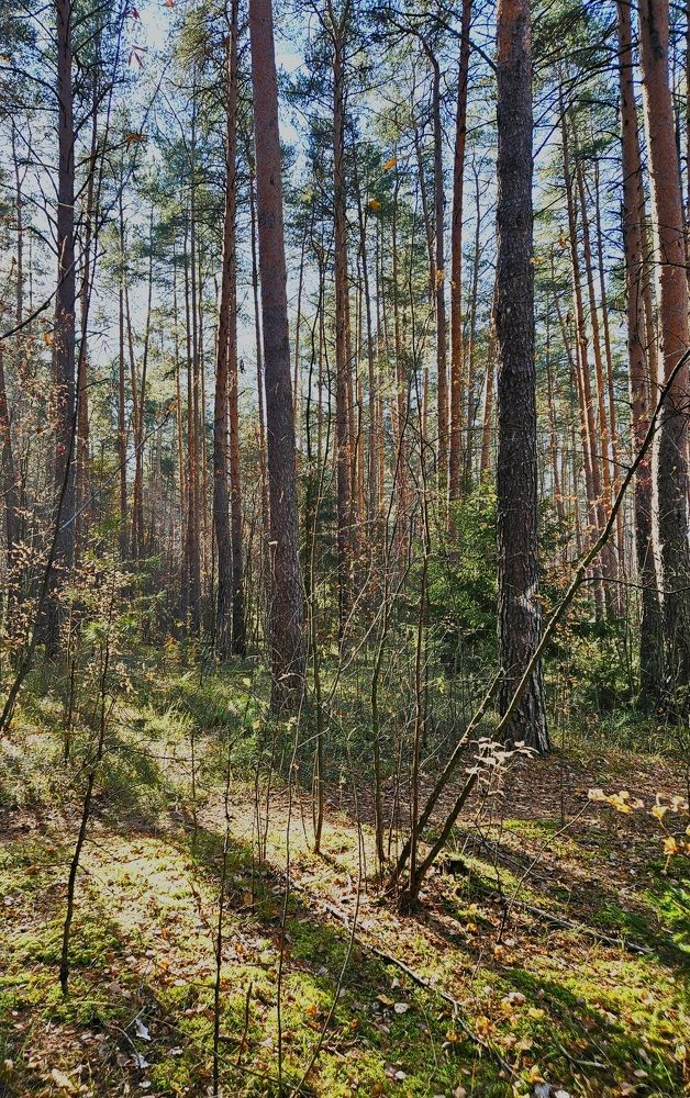 Photograph by Эльвира