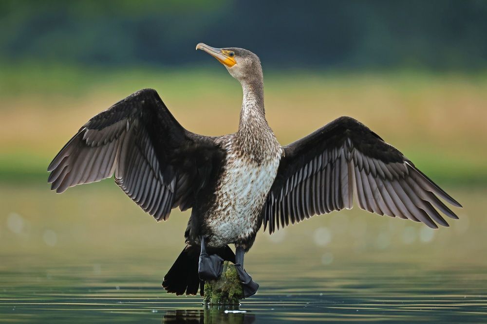 Photograph by Dimitar Nedelchev