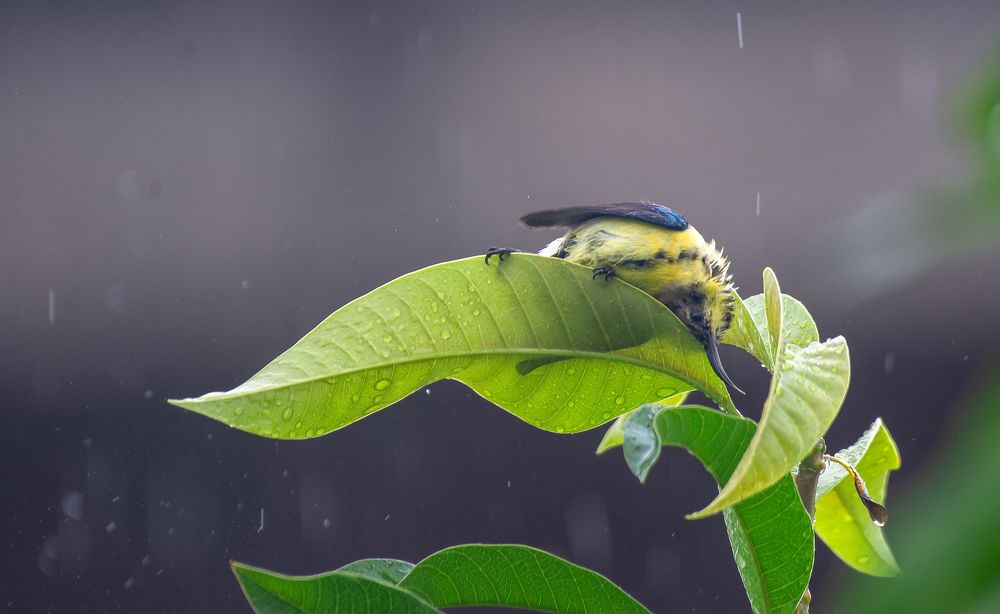 Photograph by Madhurya Mozumder