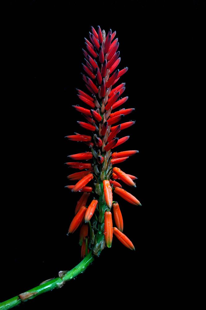 Photograph by Claudio Bonaccorsi