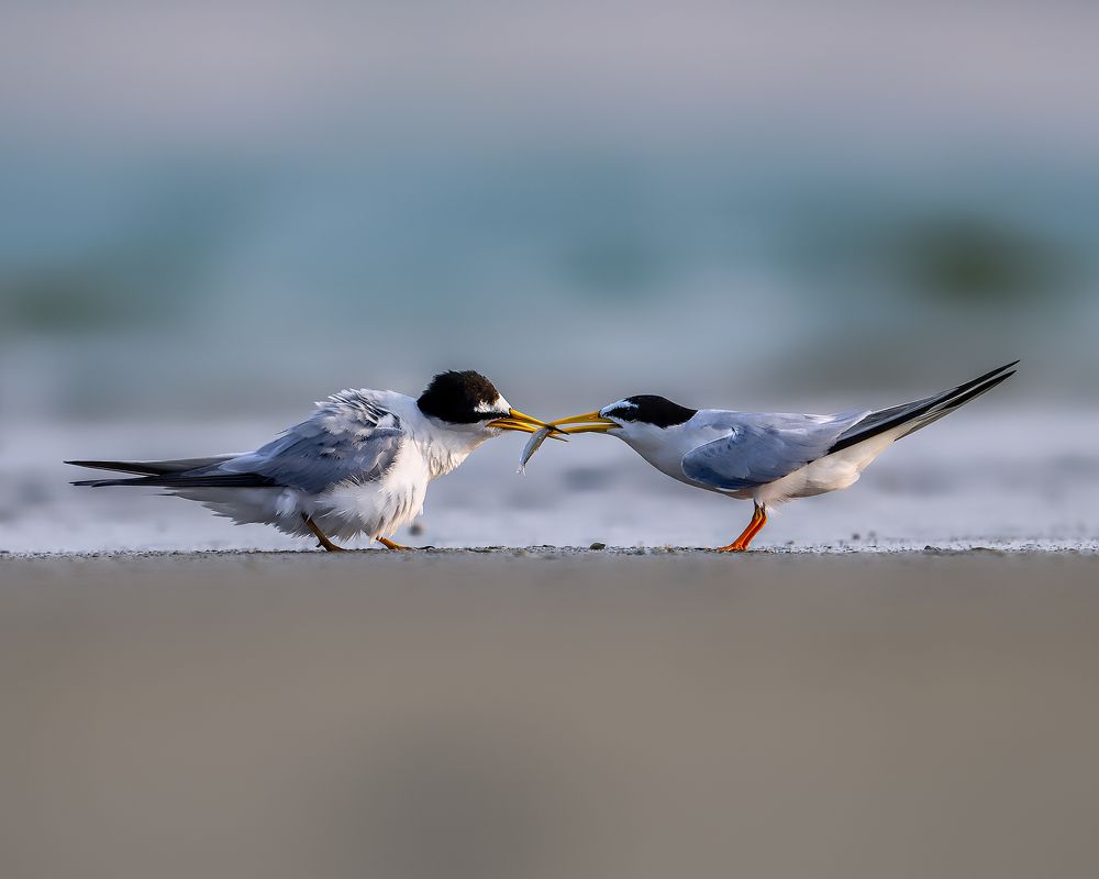 Photograph by Suprotap Chaki