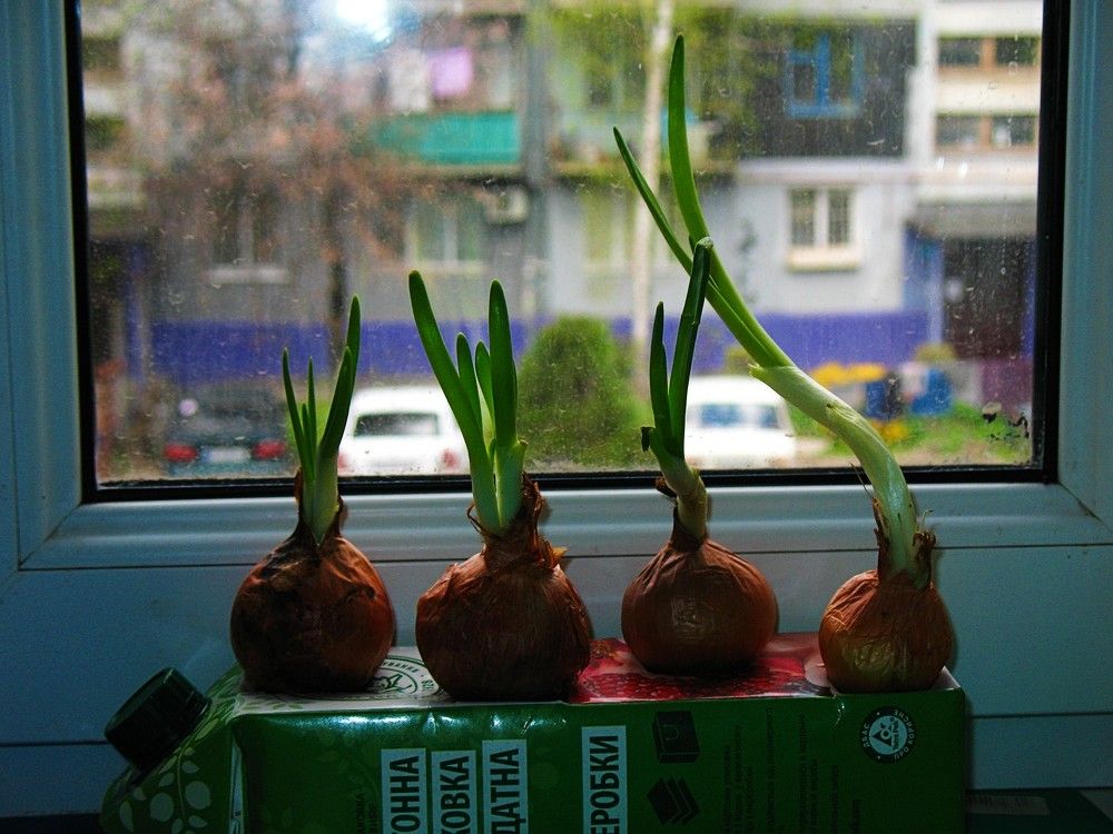 На весенних грядках