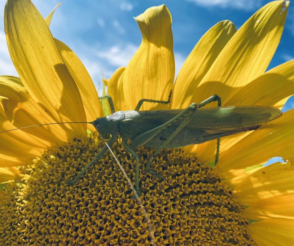 Photograph by Ксения Гулькова