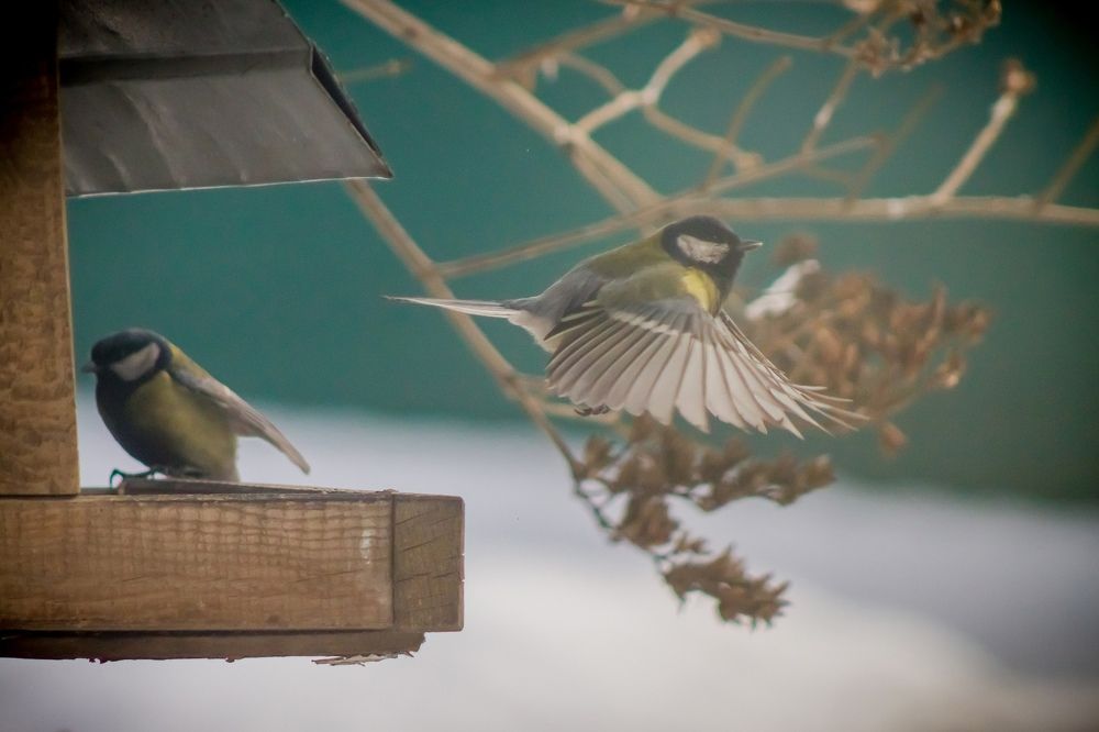 Фотография автора Иван Карпов