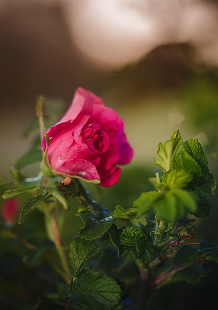 Photograph by Зеленько Дмитрий