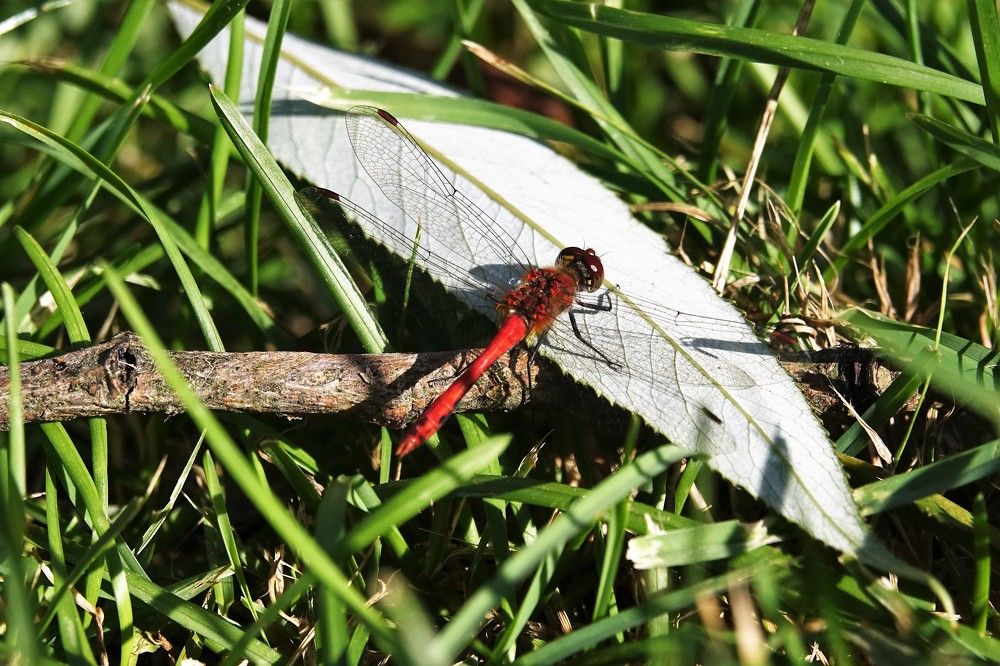Photograph by jelena konickaja