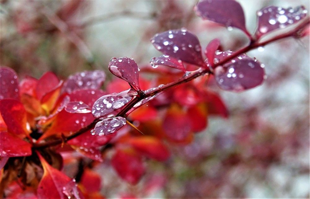 Photograph by jelena konickaja