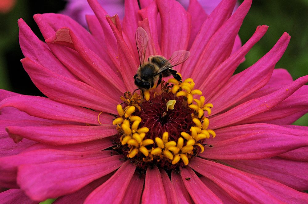 Фотография автора Николай Семенец