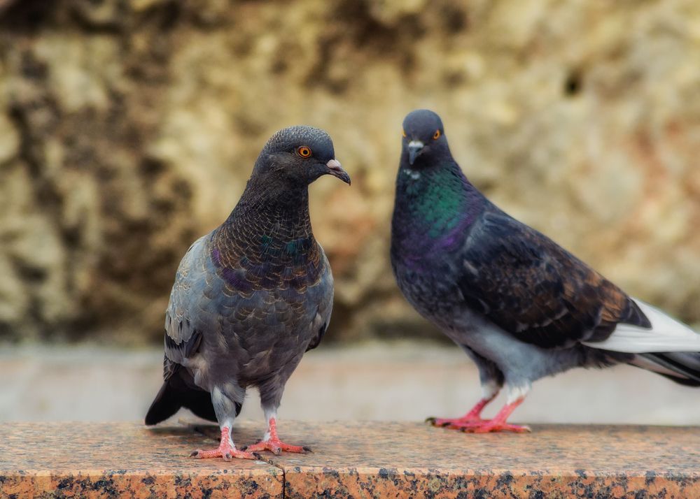 Photograph by Сергей Дишук