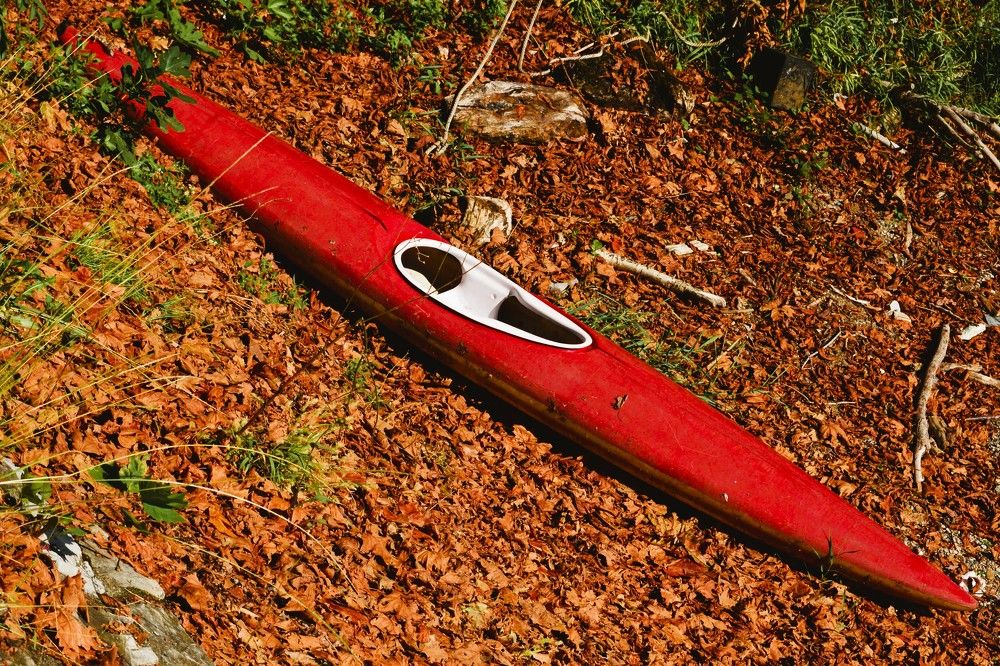 A boat in the leaves