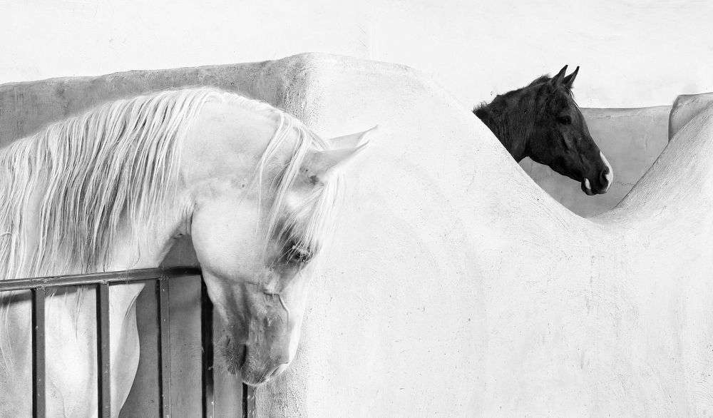 Photograph by Farid Azadi