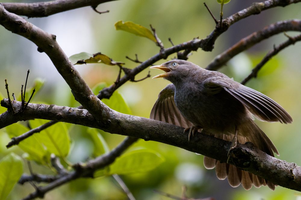 Photograph by Chamara Sulakkhana Polwatta Siriyalage