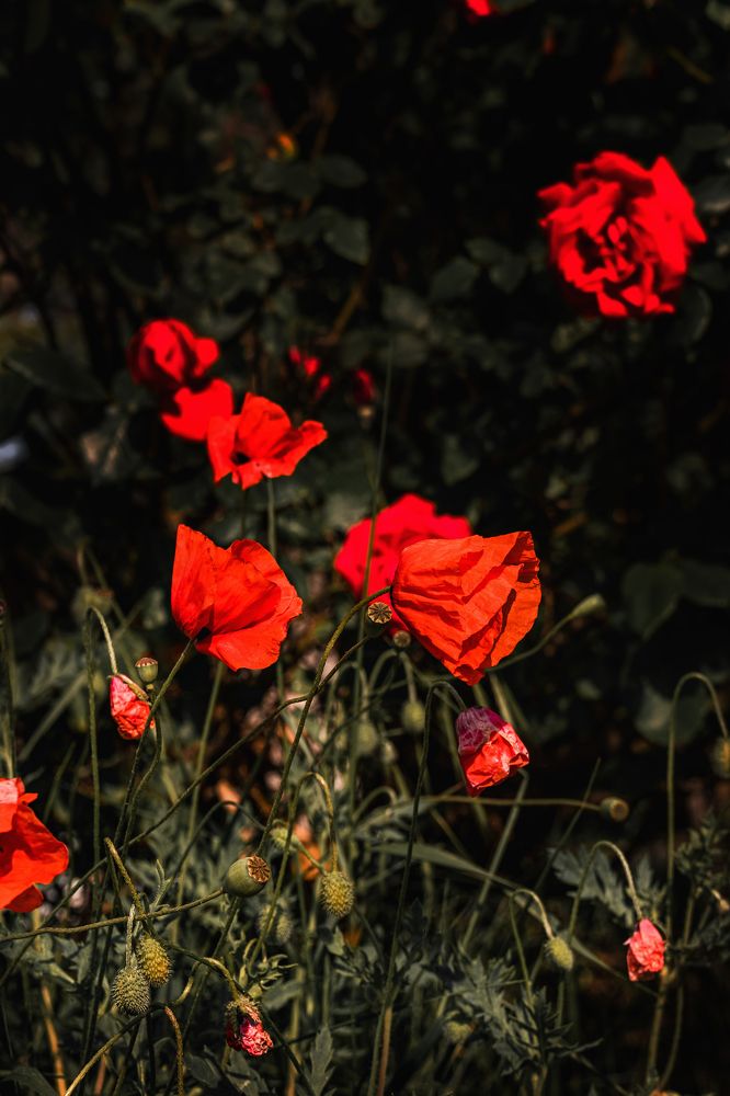 Photograph by Александр Шинкаревский