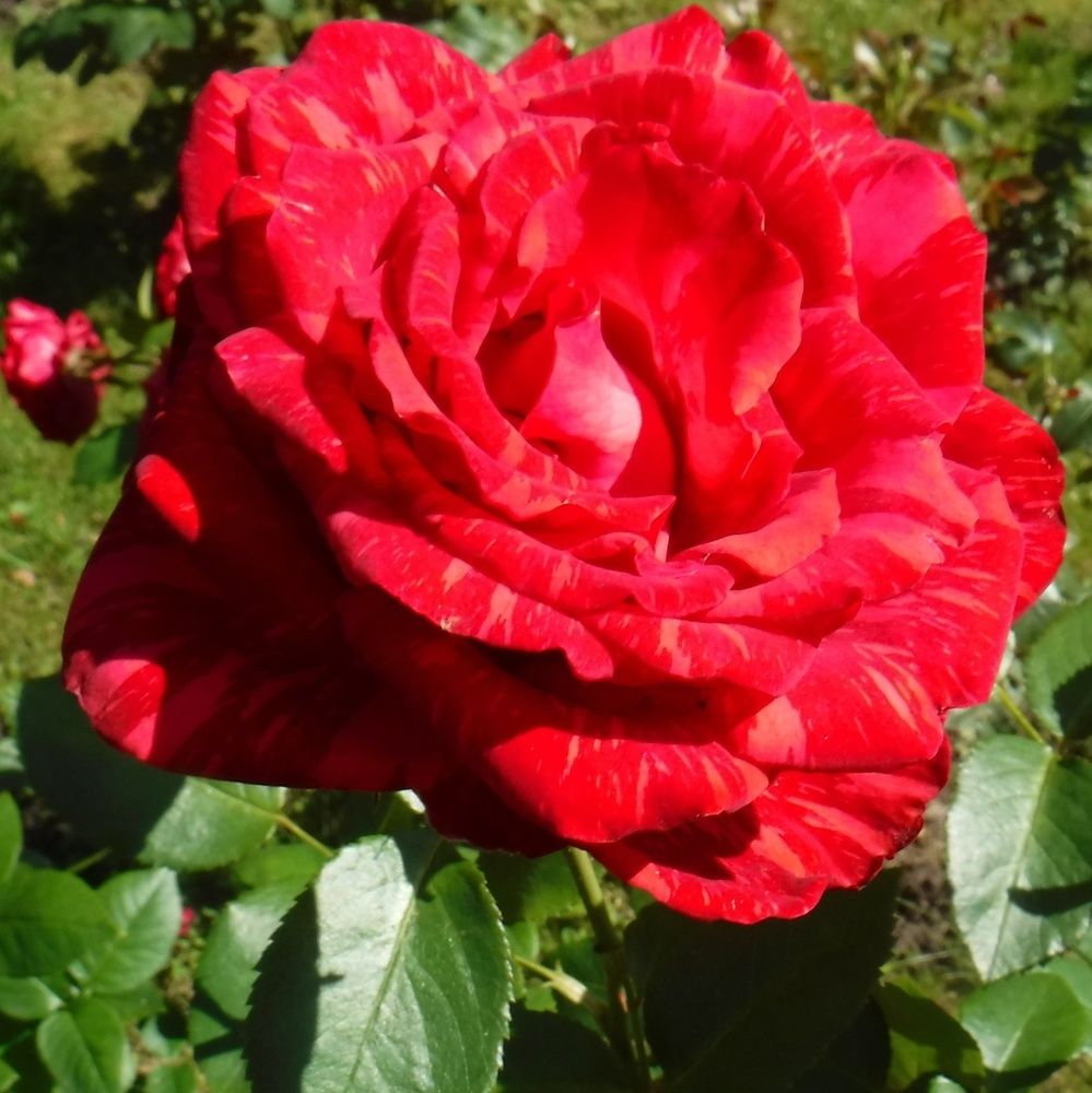 Photograph by Елена Сухорученкова