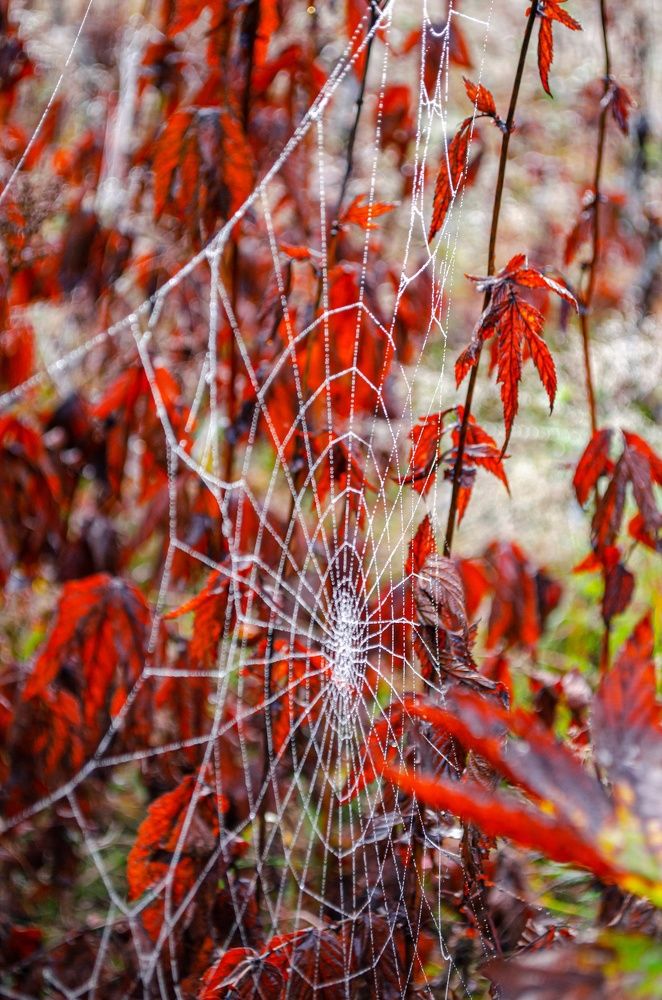 Photograph by Любовь Бусова