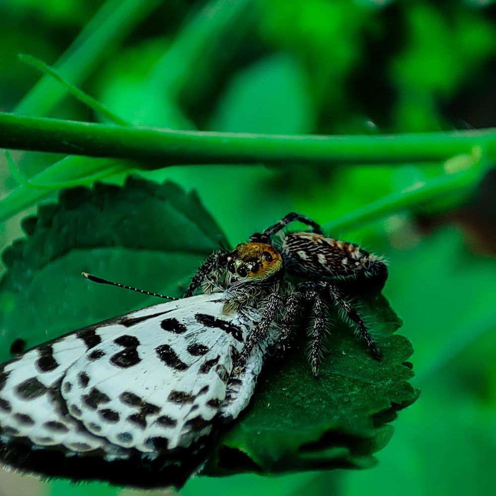 Photograph by Kaneeshk Toriya