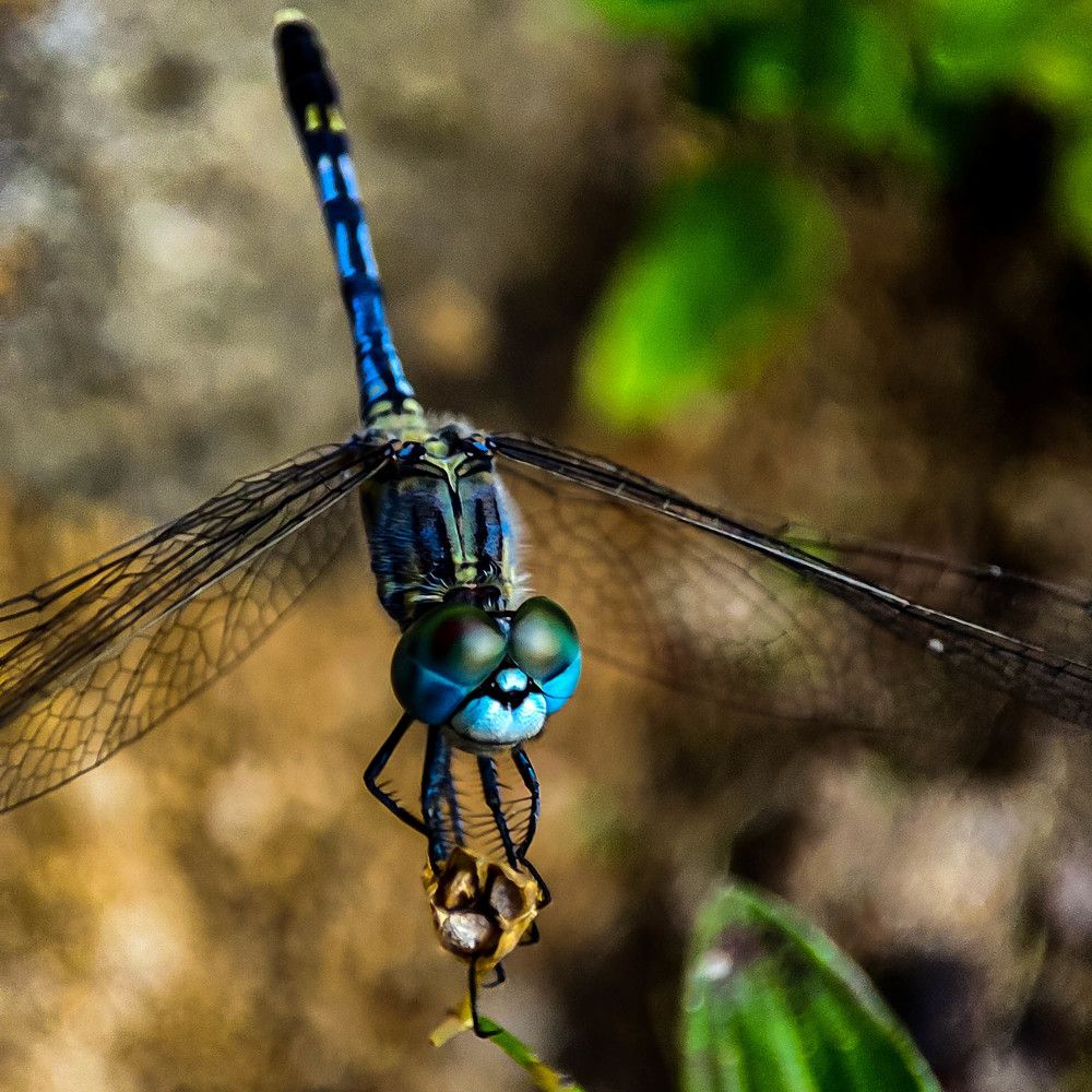 Photograph by Kaneeshk Toriya