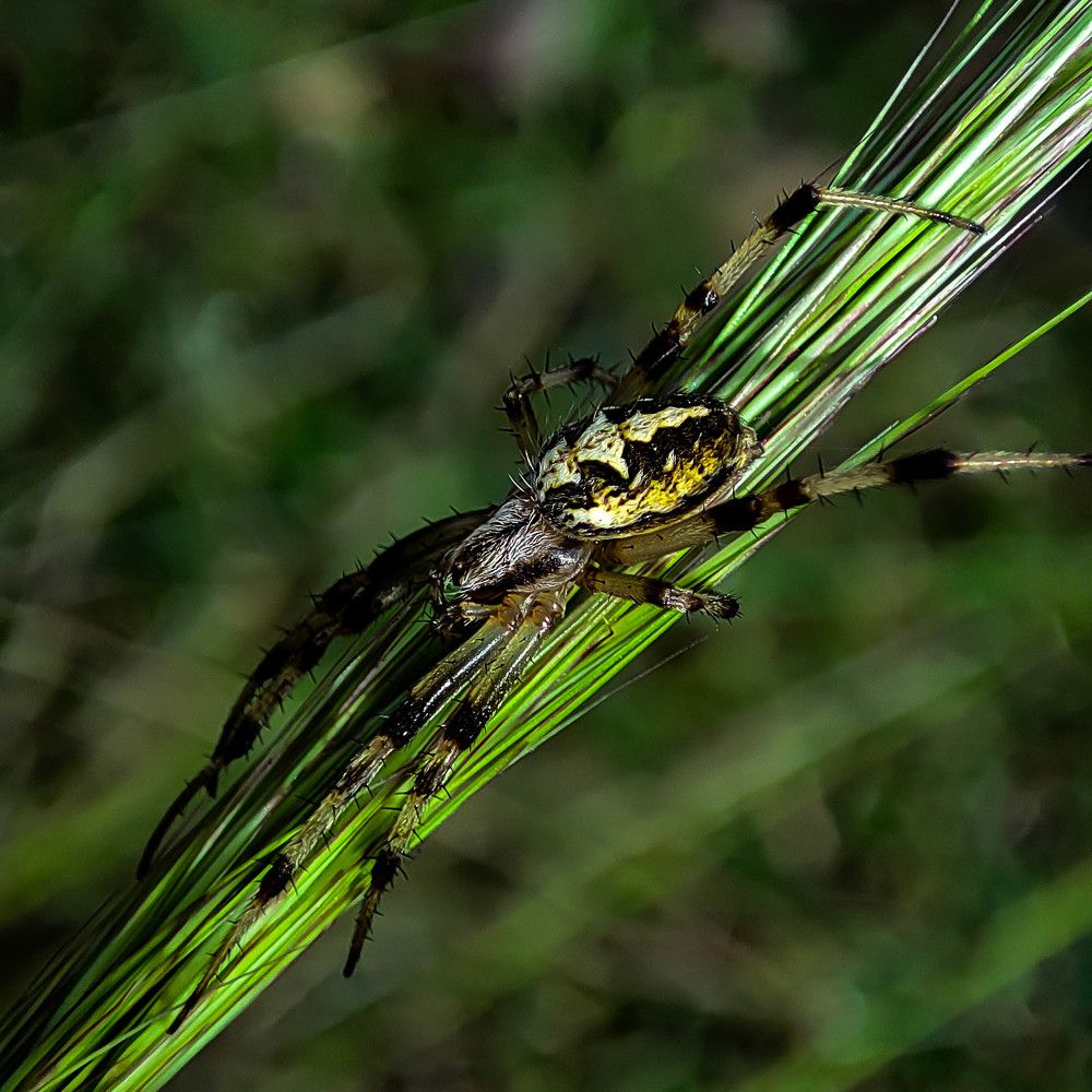 Photograph by Kaneeshk Toriya