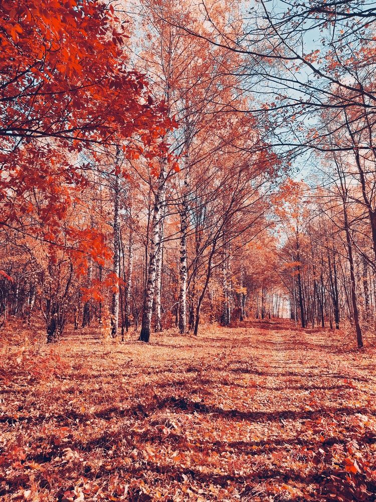 Фотография автора Екатерина