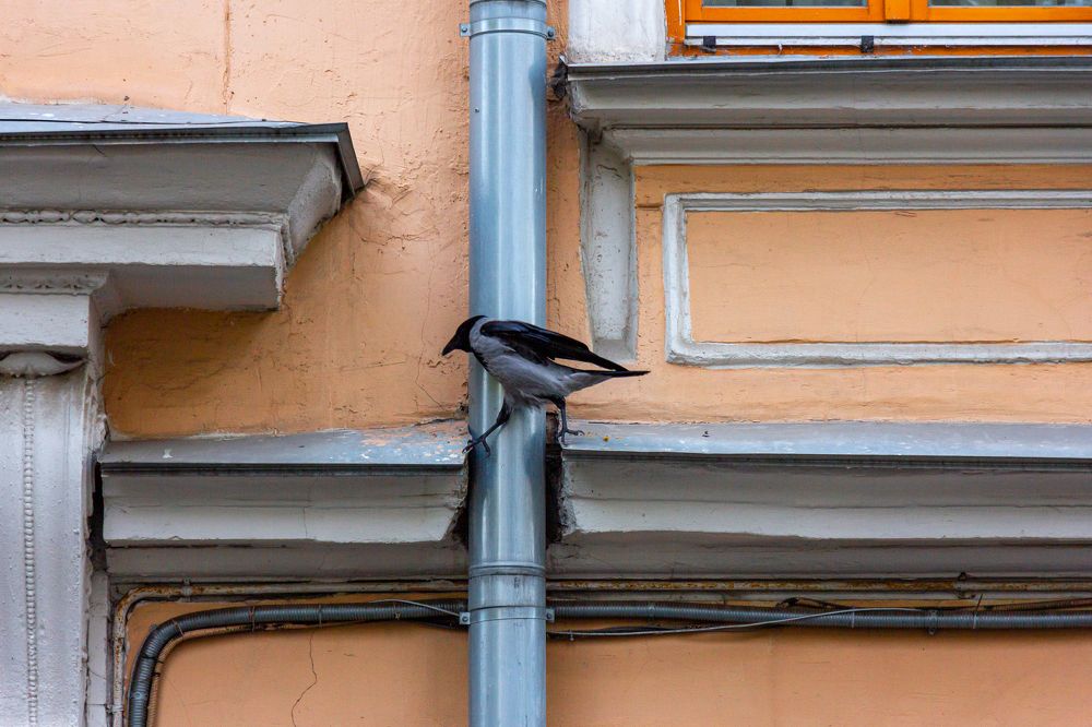 Photograph by Елена Барышева