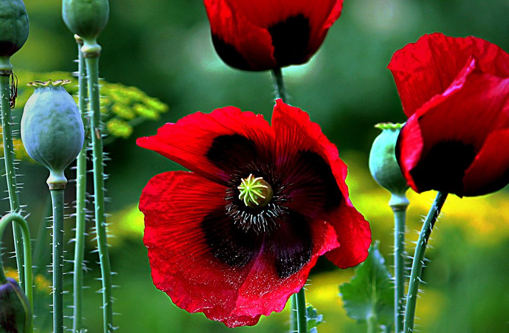 Photograph by Зоя Быкова