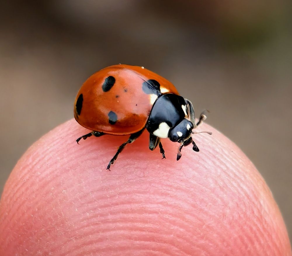 Photograph by Михаил Саидов