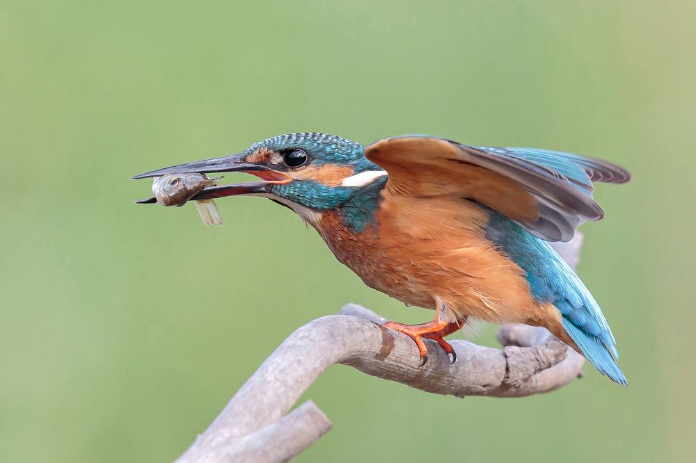 Обыкновенный зимородок