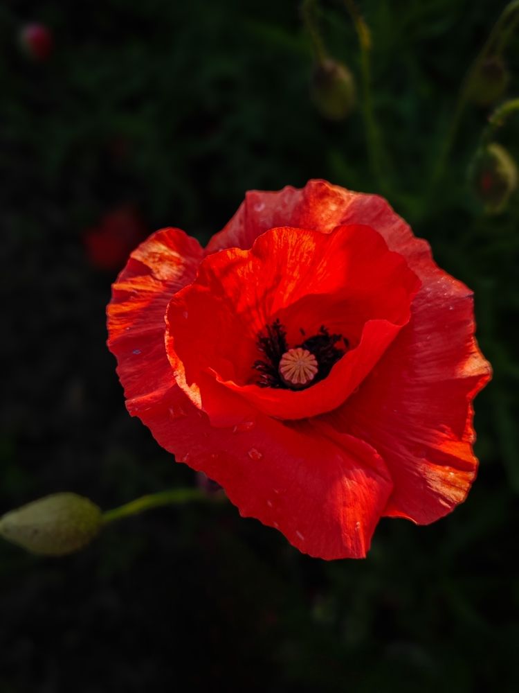 Photograph by Александра Шилова